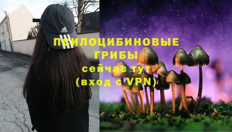 Псилоцибиновые грибы Magic Shrooms  Губкин 